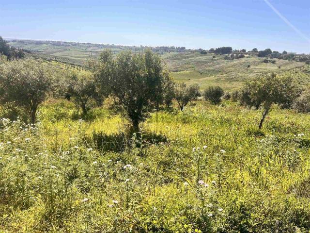 Terreno in vendita di 8450 m² in Contrada Bordea