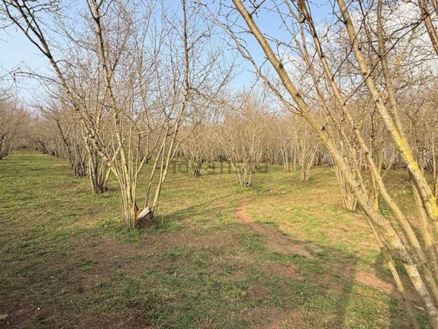 Terreno in vendita di 8500 m² in Viale dei Castagni