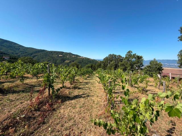 Terreno in vendita di 86568 m²