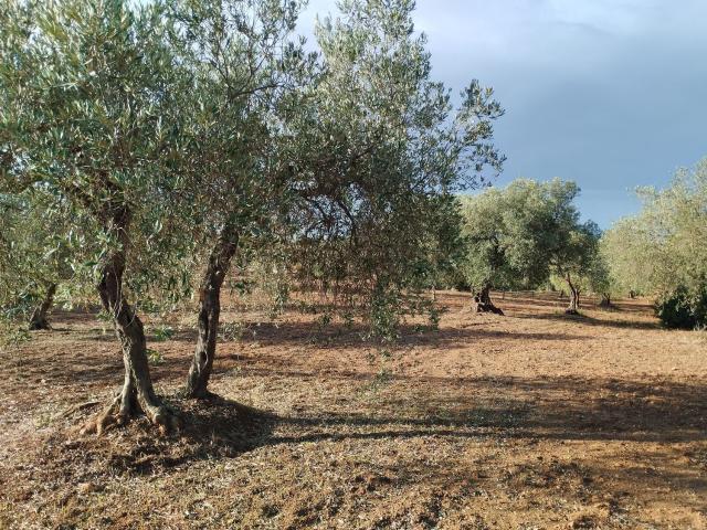 Terreno in vendita di 9000 m² in Strada Provinciale 66