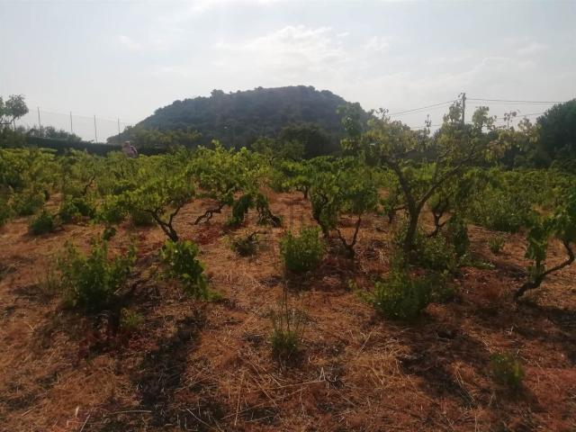 Terreno in vendita di 9000 m² in Via Alfredo Maria Mazzei, 23