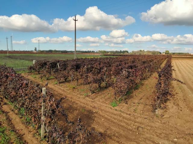 Terreno in vendita di 9588 m² in Strada Comunale Taranto Lecce