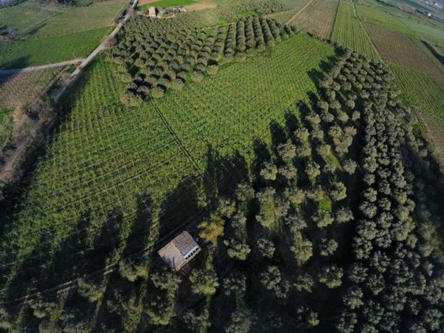 Terreno in vendita di 98733 m² in Contrada San Pietro Sud