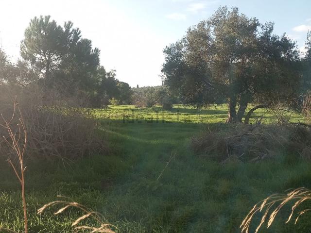 Terreno in vendita di 9800 m² in Via Due Fontane