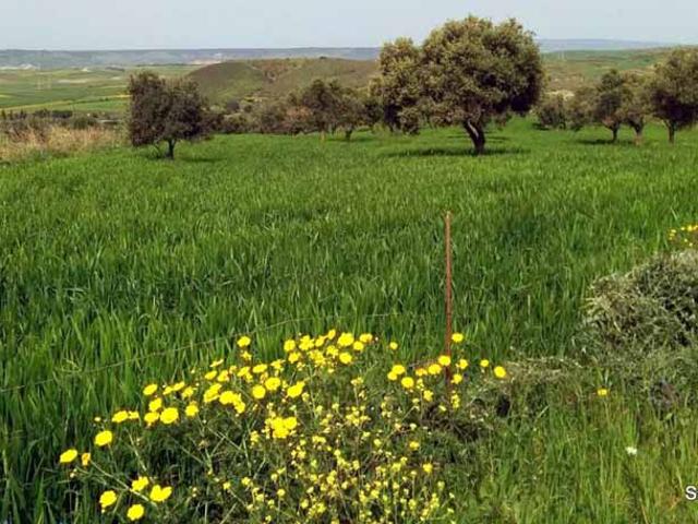 Terreno in vendita in villanovafranca, Villanovafranca