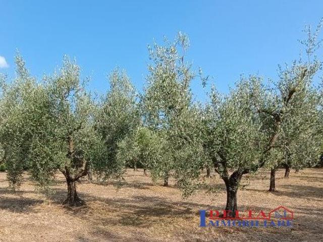 Terreno in vendita, Rosignano Marittimo rosignano solvay