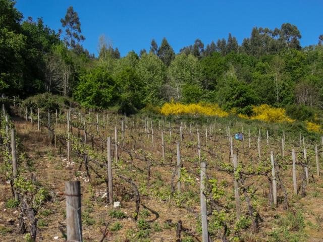 Terreno, Jugueiros