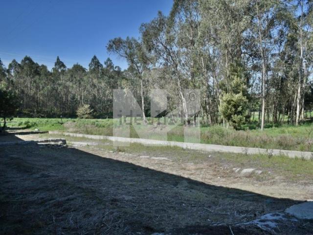 Terreno, Junqueira