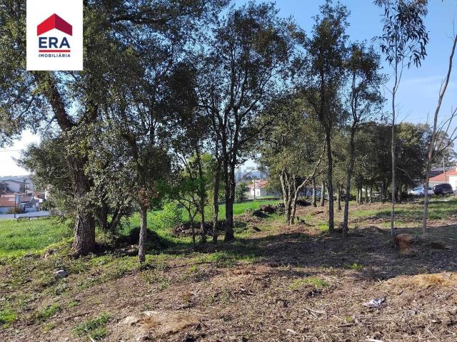 Terreno, Junqueira