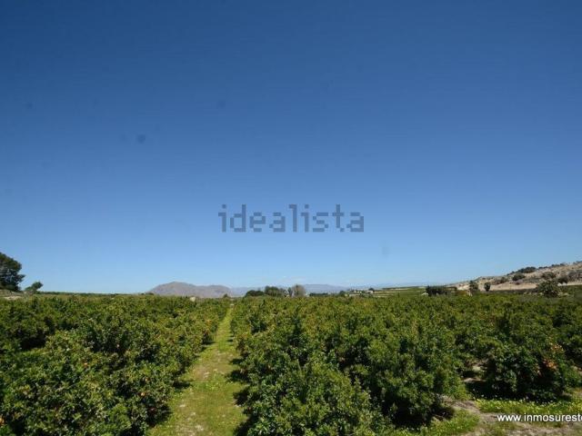 Terreno, Jacarilla