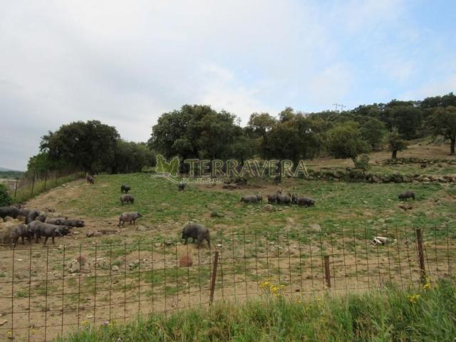 Terreno, Jaraiz de la Vera