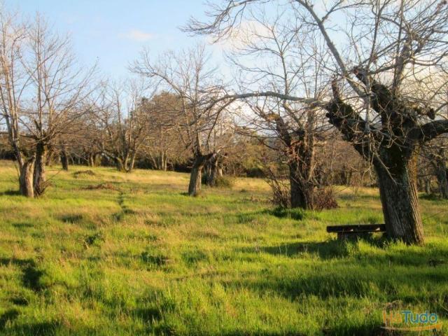 Terreno Joaquina Cezário | 26050474511