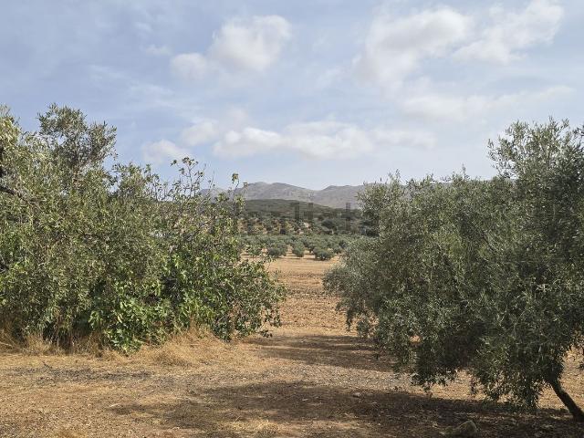 Terreno, Lucena