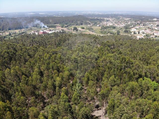 Terreno, Luso