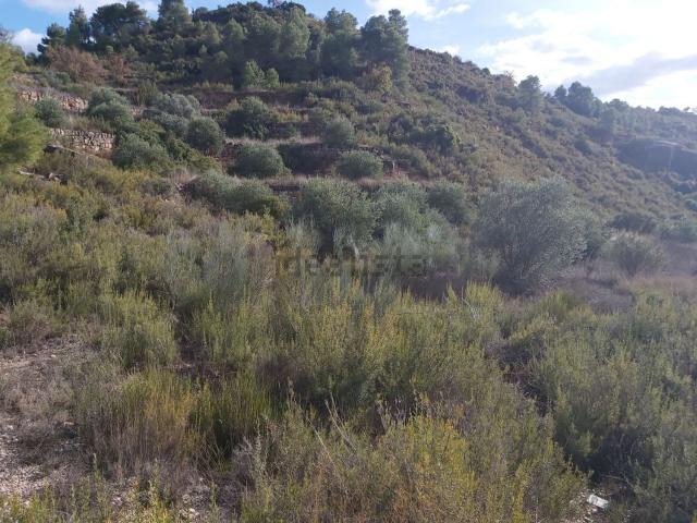 Terreno, L&apos Albagés