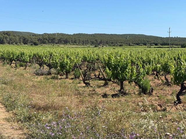 Terreno, L&apos Arboç
