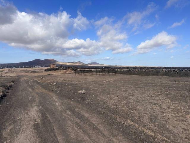 Terreno, La Oliva