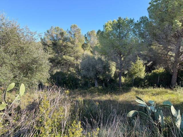 Terreno, La Bisbal del Penedès