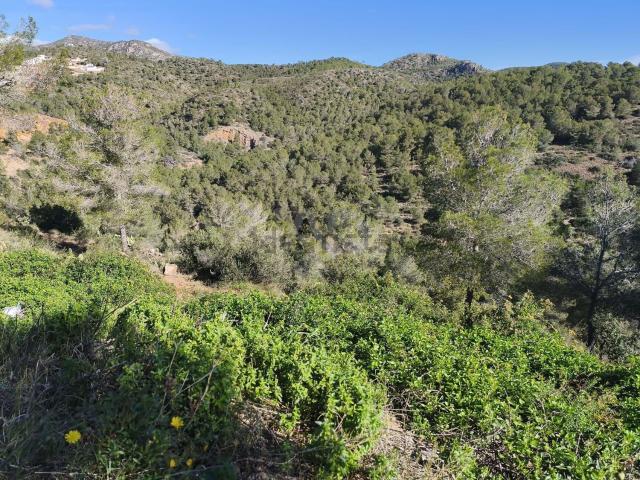 Terreno, La Bisbal del Penedès