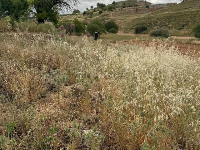 Terreno, Fuentealbilla