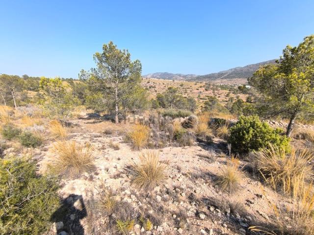 Terreno, La Romana