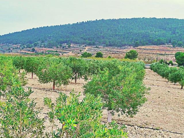 Terreno, La Romana