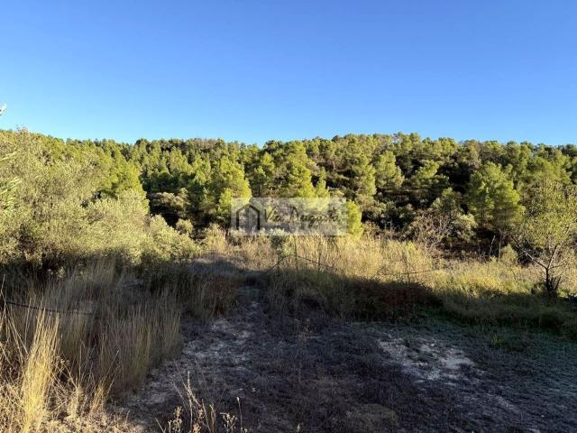 Terreno, La Torre de l&apos Espanyol