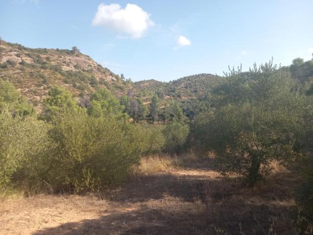 Terreno, La Torre de l&apos Espanyol