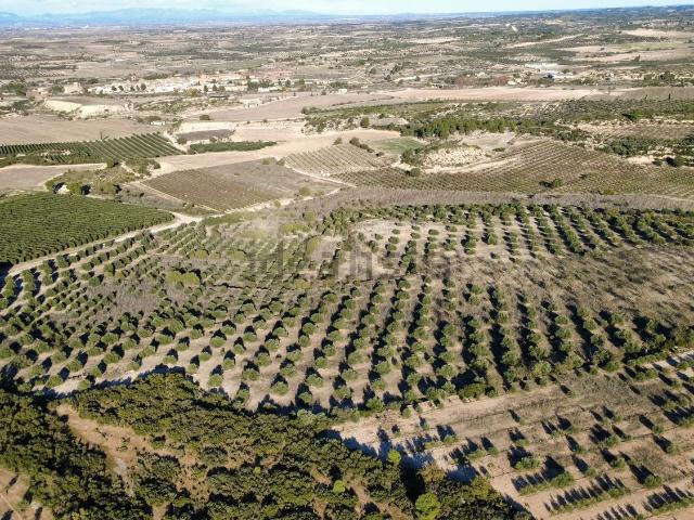 Terreno, Les Borges Blanques