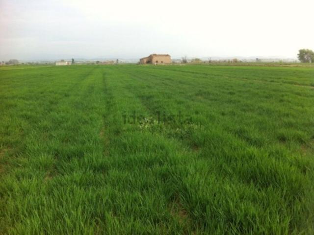 Terreno, Linyola