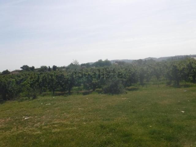Terreno, Llivia