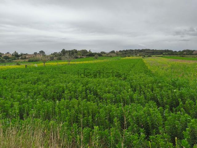 Terreno, Lloret de Vista Alegre
