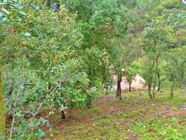 Terreno, Lloret de Mar