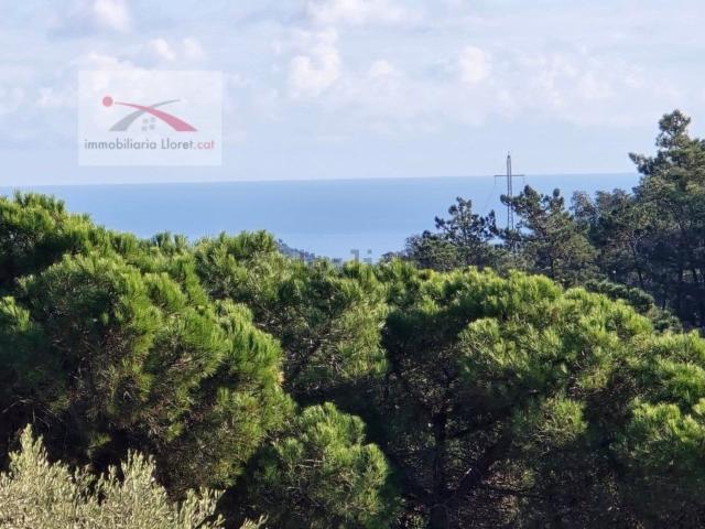 Terreno, Lloret de Mar