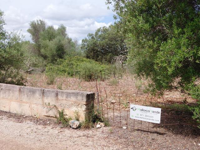 Terreno, Llubi