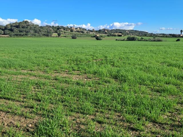 Terreno, Llubi