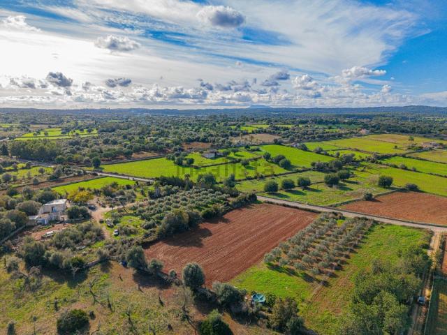 Terreno, Llubi