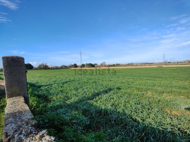 Terreno, Llucmajor