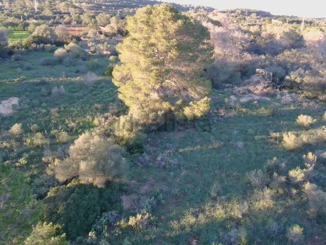 Terreno, Llucmajor