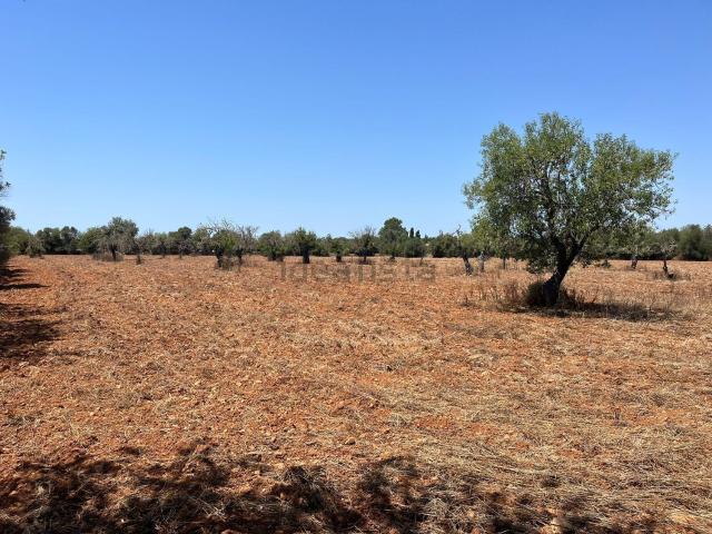 Terreno, Llucmajor