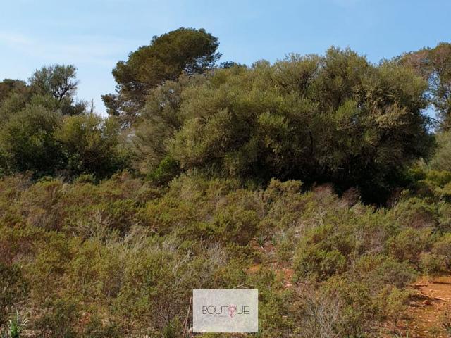 Terreno, Llucmajor