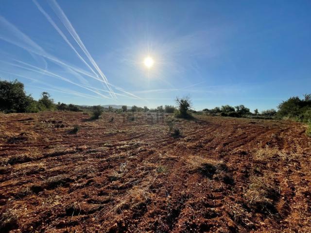 Terreno, Llucmajor