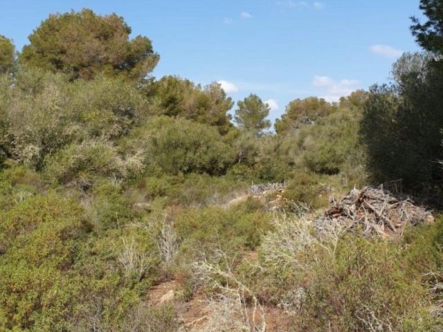 Terreno, Llucmajor
