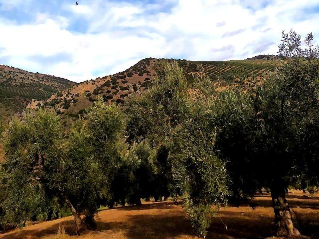 Terreno, Loja