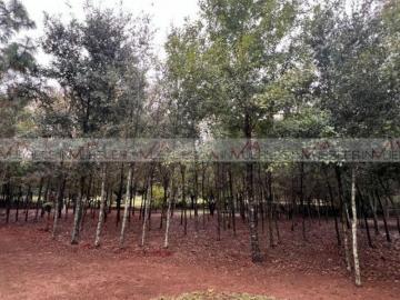 Terreno / Lote en venta en Diego Lopez