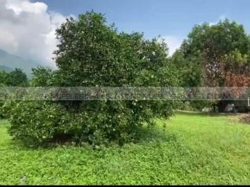 Terreno / Lote en venta en Hacienda San Antonio