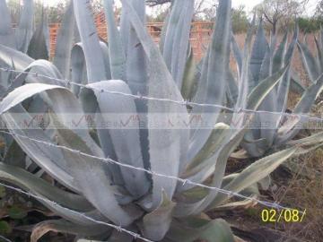 Terreno / Lote en venta en Los Ramones