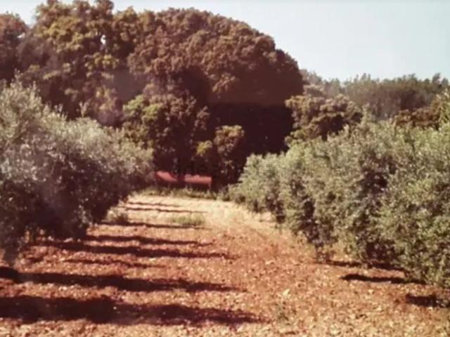 Terreno, Puigpelat