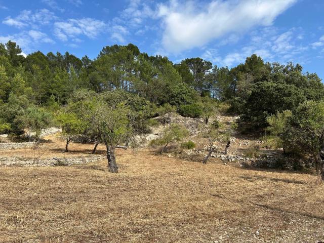 Terreno, Puigpunyent