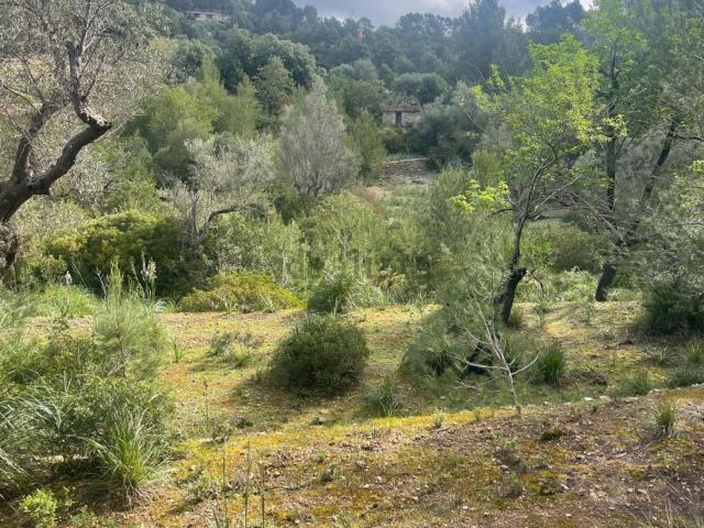 Terreno, Puigpunyent